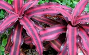 Plantas de interior