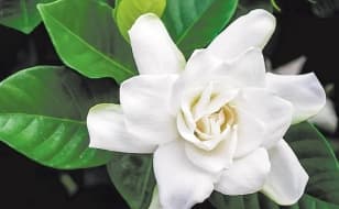 Prunus Trailblazer