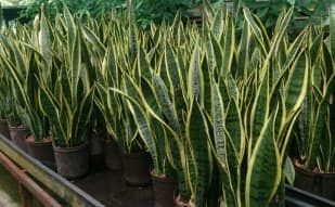 Muhlenbergia Capillaris