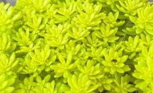 Sedum Tokyo