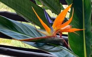 Strelitzia Reginae