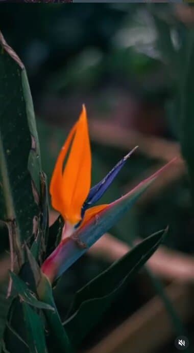 Strelitzia reginae floreciendo en Paesaggio Vivero