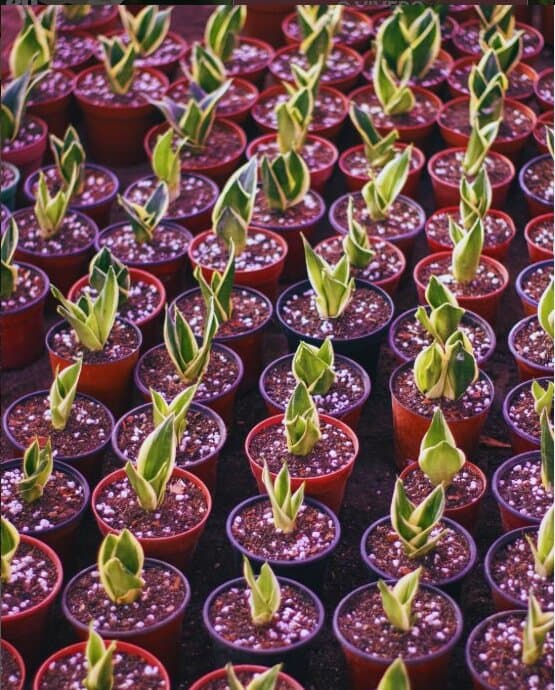 Producción de Sansevieria en Paesaggio Vivero